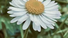 Every Camera Tells a Story